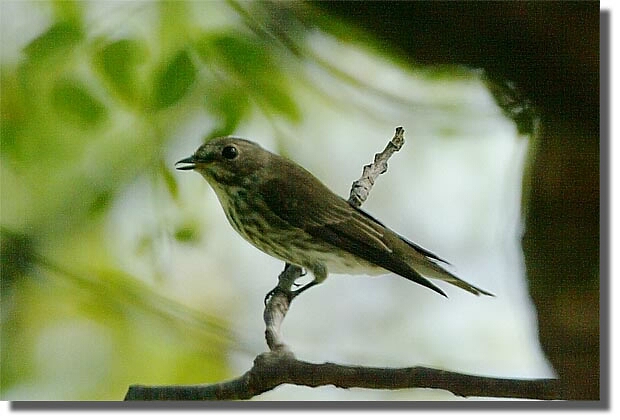 ezuko-bird