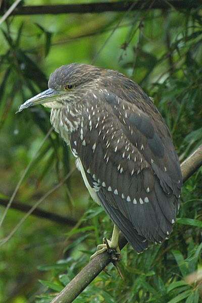 ezuko-bird